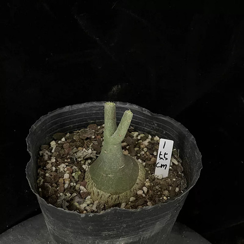 1piece 6cm seedgrowth - 4-6cm,