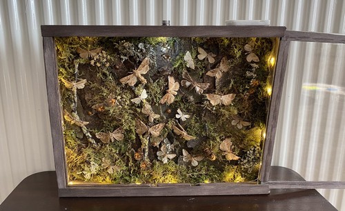 Moth and insect taxidermy - uk,