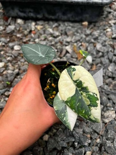 Alocasia maharani variegated - alocasia,