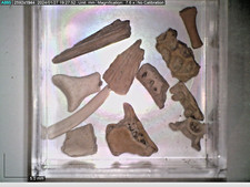 Permian fossil reptile - fossil, select