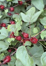 Roselle Seeds Hibiscus