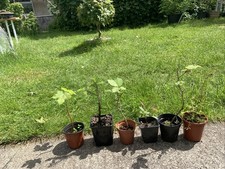Six Small Trees Bonsai Starter