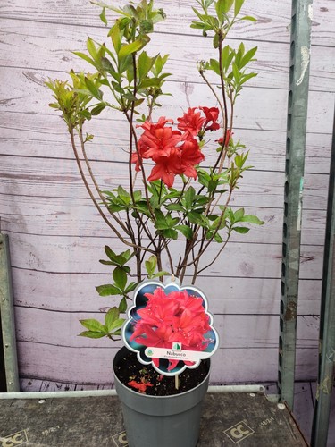 Deciduous azalea nabucco 4 - deciduous,