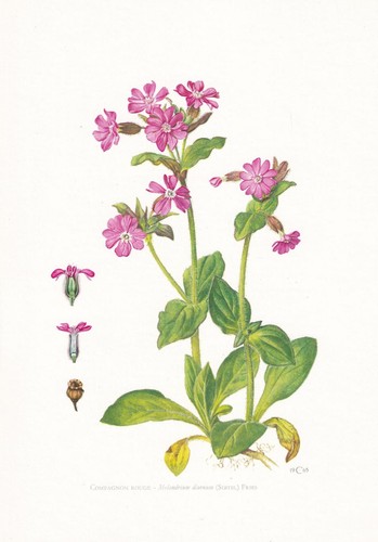 1974 red campion print - 1974,