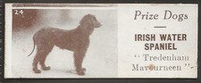 SHARPS (CONFECTIONERY)-PRIZE DOGS 1924 (PLAIN BACK)-#024- IRISH WATER SPANIEL