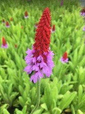 Primula Vialii - Marginal Pond