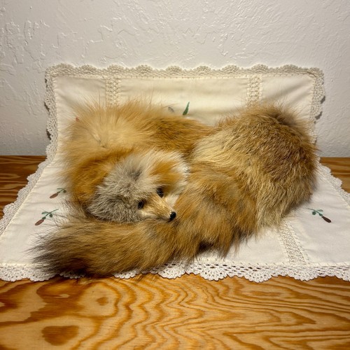 Real red fox - fox, scarf