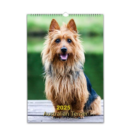 Australian terrier dog photo - australian,