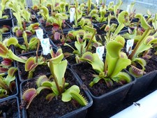 Carnivorous Plant - Venus Fly