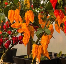 Naga Bhut Jolokia Yellow -Fresh 10 Seeds