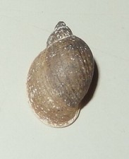 Lymnaea fontinalis- LYMNAEIDAE - Russian Freshwater Shell - 11.2mm  F+ #7926
