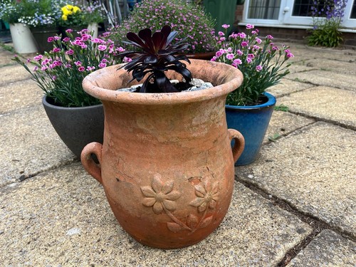 Vintage olive tree - olive, planter