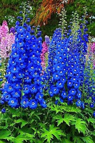 Delphinium royal blue white - royal, blue-