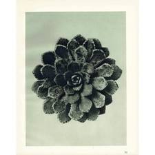 1929 SAXIFRAGE, LEAF ROSETTE Print - Karl Blossfeldt - Plant - 9.5 x 12 Inches