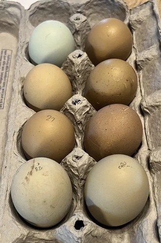 Hatching eggs olive extra - hatching,