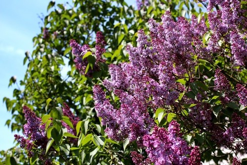 Common lilac bush - live, bare