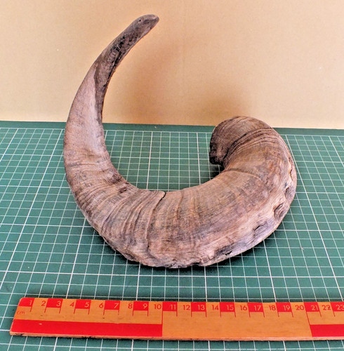 Welsh sheep horn ram - welsh,