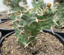 EUPHORBIA VIROSA - beautifully marked stems & nice spines.