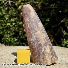 British Chalk Belemnite – Belemnitella mucronata – Santonian, Cretaceous –