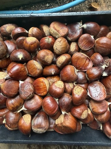 Sweet chestnuts 1kg - sweet,