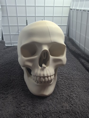 Realistic human skull - realistic,