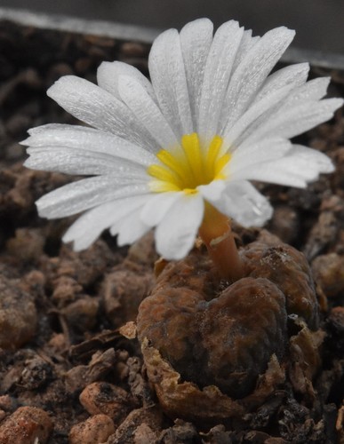 Conophytum pellucidum