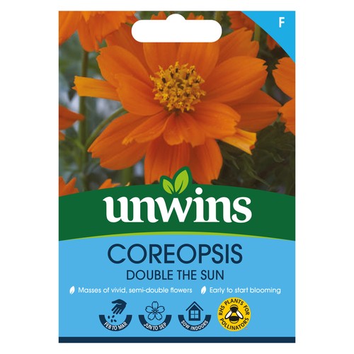 Coreopsis double the sun - double, |