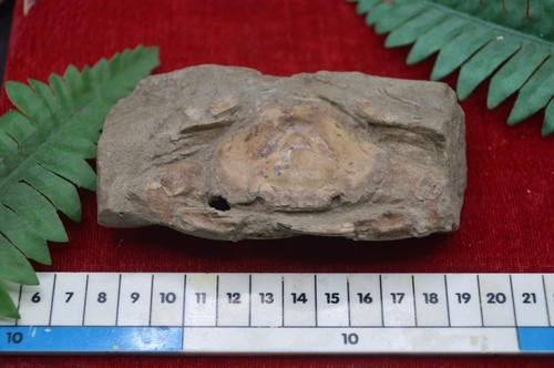 Amazing rare fossil crab - rare,