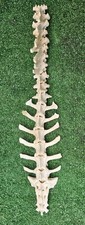 Sheep vertebrae spine - , bone