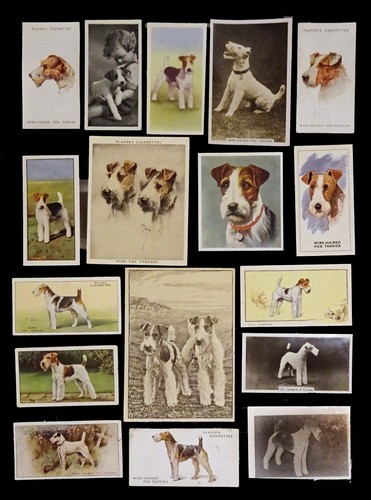 Wire fox terrier - fox, wft