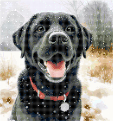Black labrador the snow - labrador,