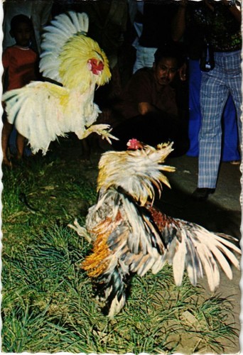 Cpm bali style cock - cock, fighting