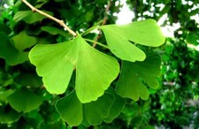Ginkgo biloba (Maidenhair