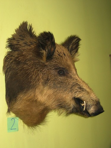 Wild boar head very large - head, (2)