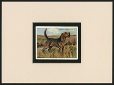 OTTERHOUND  ANTIQUE 1914