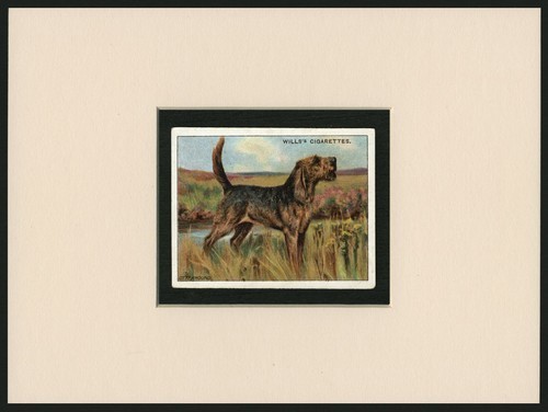 Otterhound antique 1914 - ,