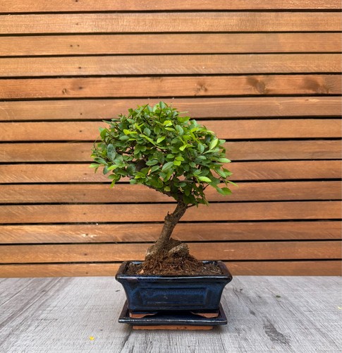 Chinese elm bonsai - chinese, in