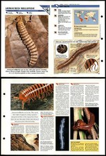 Armoured Millipede #9 Primitive Wildlife Fact File Fold-Out Card