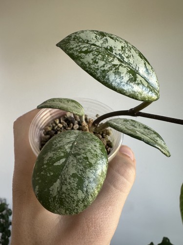 Hoya wilbur graves rooted - hoya,