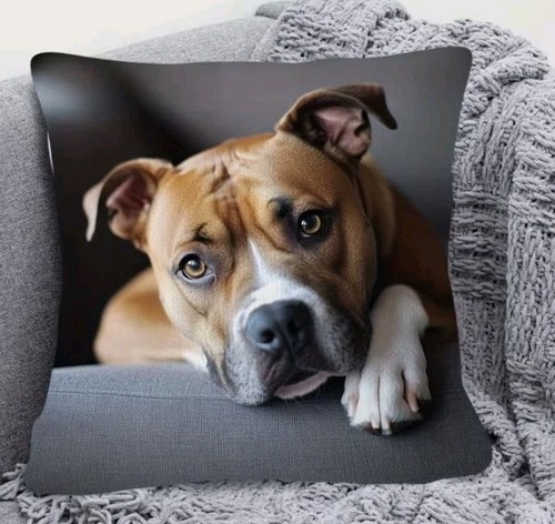 Beautiful staffy dog - x,