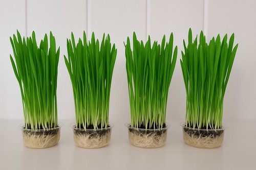 Small pet grass grow kit - pet,