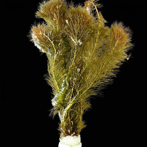 Myriophyllum mattogrossens red - mattogrossens,