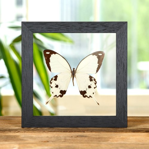 African swallowtail taxidermy - african,