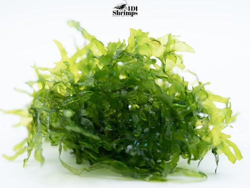 Large subwassertang round - large,