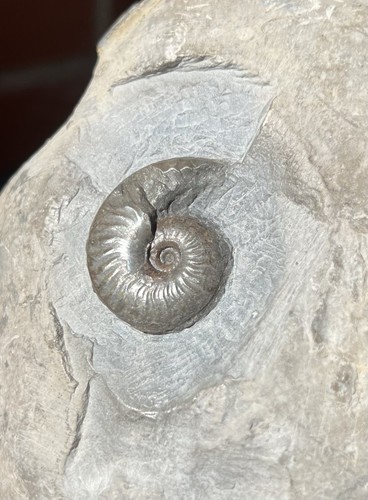 Grammoceras jurrssic fossil - grammoceras,