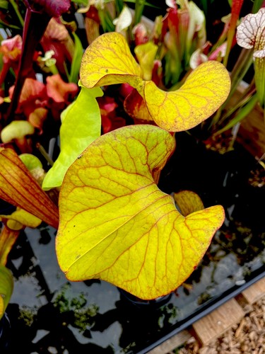 Sarracenia matt johnson - cv,