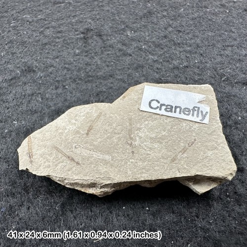Fossil insect cranefly - insect,