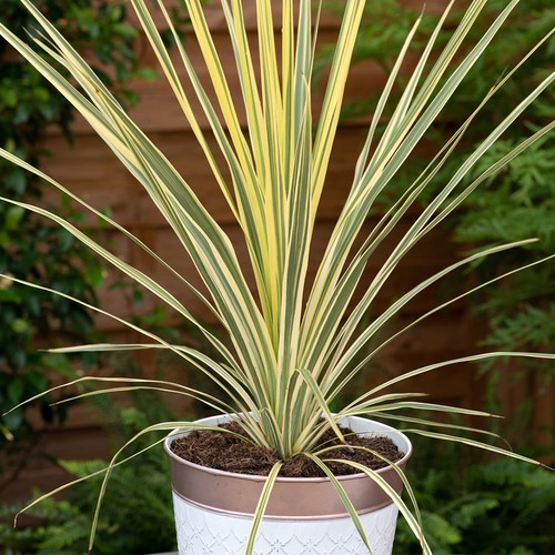 Cordyline lime passion 2 - passion',,