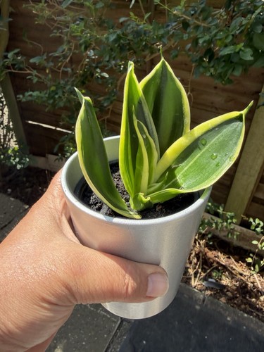 Sansevieria hahnii - sansevieria, ‘hahnii’
