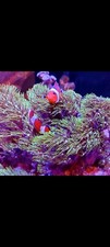 Neon Green Star Polyp Gsp zoa marine coral zoanthid frag Soft Corals Frag 